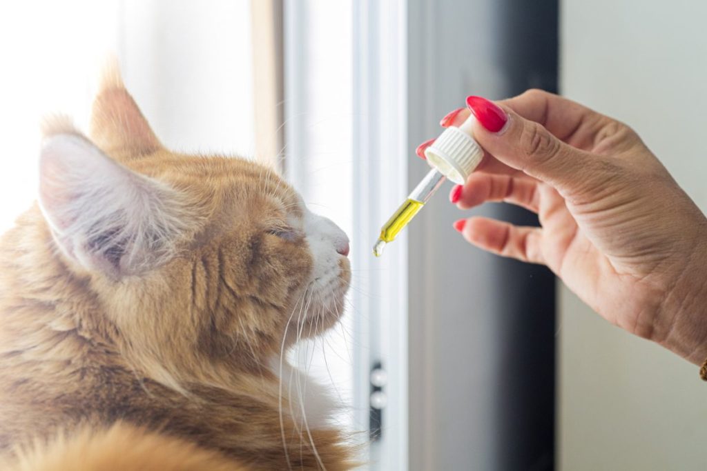Lire la suite à propos de l’article Pouvez-vous donner de l’huile de CBD à votre chat ?
