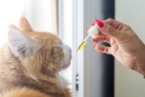 Lire la suite à propos de l’article Le CBD pour améliorer la santé et le bien-être de votre chat