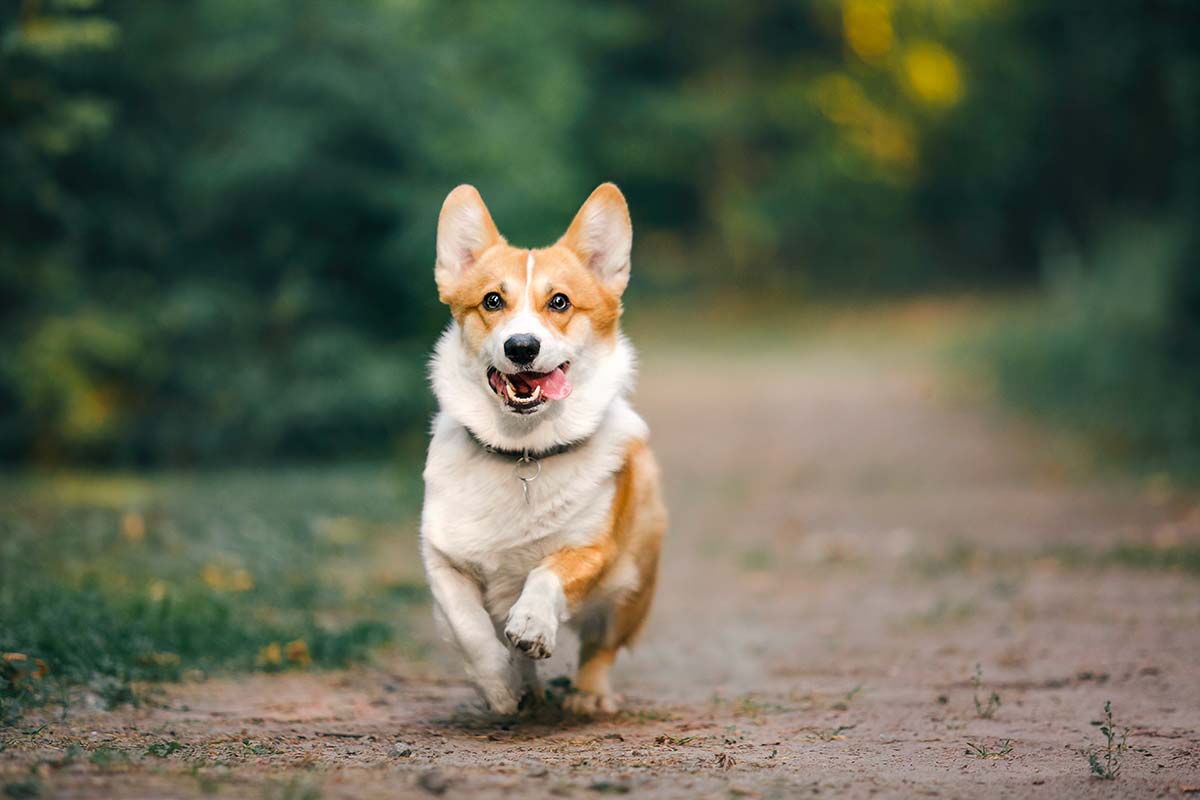 You are currently viewing Les bienfaits de l’huile de CBD pour les chiens : une alternative naturelle pour le traitement de différentes maladies